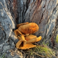 Gymnopilus junonius at Aranda Bushland - 21 Apr 2024 07:33 AM