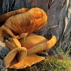 Gymnopilus junonius at Aranda Bushland - 21 Apr 2024 07:33 AM