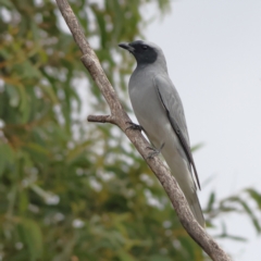 Coracina novaehollandiae (Black-faced Cuckooshrike) at Goorooyarroo NR (ACT) - 19 Apr 2024 by Trevor