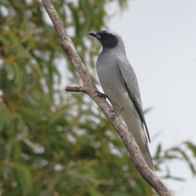 Coracina novaehollandiae (Black-faced Cuckooshrike) at Kenny, ACT - 19 Apr 2024 by Trevor