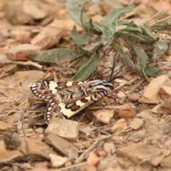 Apina callisto (Pasture Day Moth) at Kenny, ACT - 19 Apr 2024 by Trevor