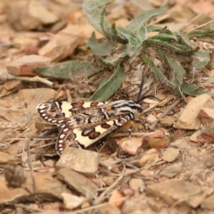 Apina callisto (Pasture Day Moth) at Goorooyarroo NR (ACT) - 19 Apr 2024 by Trevor