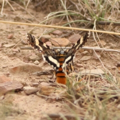 Apina callisto at Goorooyarroo NR (ACT) - 19 Apr 2024