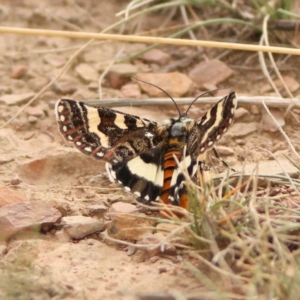 Apina callisto at Goorooyarroo NR (ACT) - 19 Apr 2024 03:16 PM