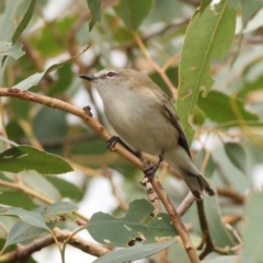 Gerygone fusca at Goorooyarroo NR (ACT) - 19 Apr 2024