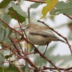 Gerygone fusca at Goorooyarroo NR (ACT) - 19 Apr 2024