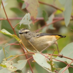 Pardalotus punctatus (Spotted Pardalote) at Kenny, ACT - 19 Apr 2024 by Trevor