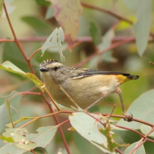 Pardalotus punctatus at Goorooyarroo NR (ACT) - 19 Apr 2024