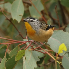 Pardalotus punctatus at Goorooyarroo NR (ACT) - 19 Apr 2024