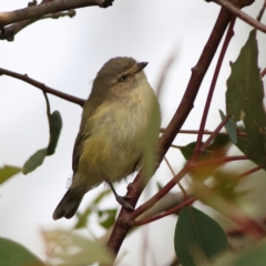 Smicrornis brevirostris (Weebill) at Kenny, ACT - 19 Apr 2024 by Trevor