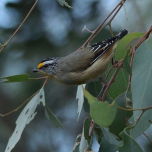 Pardalotus striatus at Goorooyarroo NR (ACT) - 19 Apr 2024