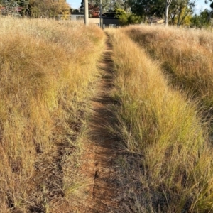 Eragrostis curvula at Giralang, ACT - 18 Apr 2024 03:48 PM