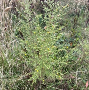 Dittrichia graveolens at Mount Ainslie - 17 Apr 2024 09:41 AM