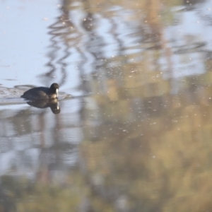 Fulica atra at Aranda Bushland - 21 Apr 2024 08:19 AM