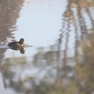 Fulica atra at Aranda Bushland - 21 Apr 2024