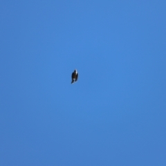 Manorina melanocephala at Aranda Bushland - 21 Apr 2024 09:30 AM