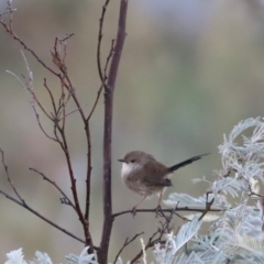 Malurus cyaneus (Superb Fairywren) at Aranda Bushland - 21 Apr 2024 by JimL