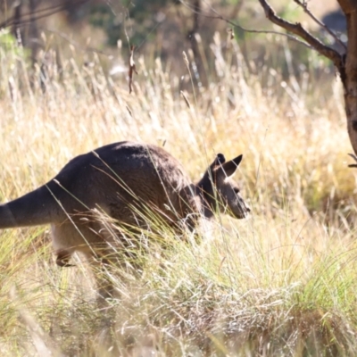 Macropus giganteus (Eastern Grey Kangaroo) at Aranda, ACT - 20 Apr 2024 by JimL