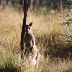 Macropus giganteus at Aranda Bushland - 21 Apr 2024 09:01 AM