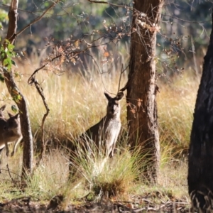 Macropus giganteus at Aranda Bushland - 21 Apr 2024 09:01 AM