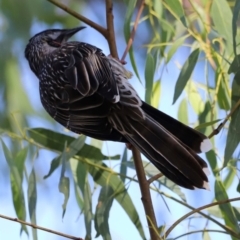 Anthochaera carunculata (Red Wattlebird) at Aranda Bushland - 21 Apr 2024 by JimL