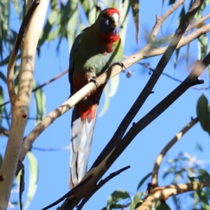 Platycercus elegans at Aranda Bushland - 21 Apr 2024