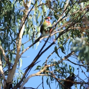 Platycercus elegans at Aranda Bushland - 21 Apr 2024