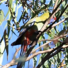 Platycercus elegans at Aranda Bushland - 21 Apr 2024