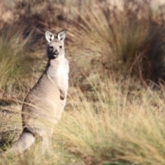 Macropus giganteus (Eastern Grey Kangaroo) at Aranda Bushland - 20 Apr 2024 by JimL