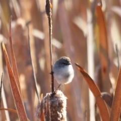 Malurus cyaneus (Superb Fairywren) at Yarralumla, ACT - 20 Apr 2024 by JimL