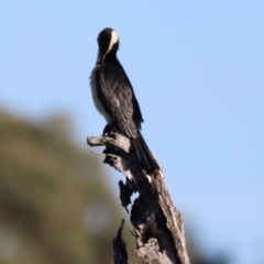 Microcarbo melanoleucos (Little Pied Cormorant) at Aranda Bushland - 21 Apr 2024 by JimL