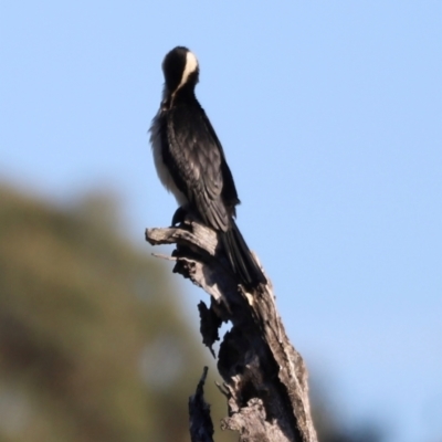 Microcarbo melanoleucos (Little Pied Cormorant) at Aranda Bushland - 20 Apr 2024 by JimL