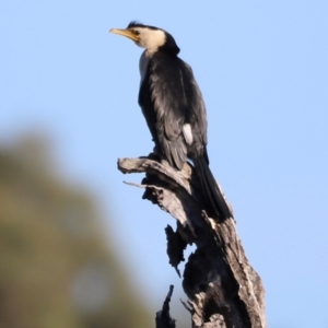 Microcarbo melanoleucos at Aranda Bushland - 21 Apr 2024