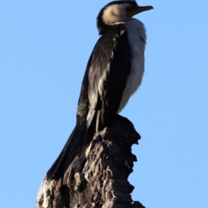 Microcarbo melanoleucos at Aranda Bushland - 21 Apr 2024