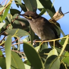 Caligavis chrysops (Yellow-faced Honeyeater) at Aranda Bushland - 21 Apr 2024 by JimL