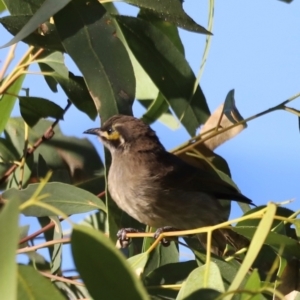 Caligavis chrysops at Aranda Bushland - 21 Apr 2024 09:16 AM