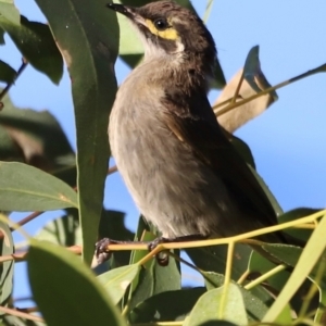 Caligavis chrysops at Aranda Bushland - 21 Apr 2024 09:16 AM