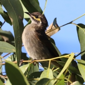 Caligavis chrysops at Aranda Bushland - 21 Apr 2024 09:16 AM