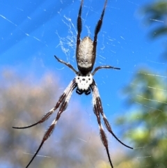 Trichonephila edulis (Golden orb weaver) at Wanniassa, ACT - 21 Apr 2024 by Bushpig