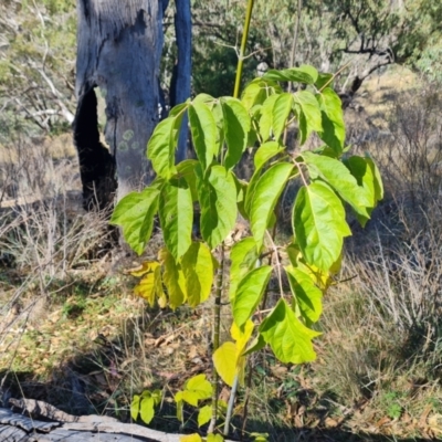 Acer negundo (Box Elder) at Isaacs Ridge and Nearby - 21 Apr 2024 by Mike