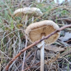 Macrolepiota dolichaula (Macrolepiota dolichaula) at Isaacs Ridge and Nearby - 21 Apr 2024 by Mike