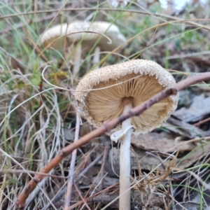 Macrolepiota dolichaula at Isaacs Ridge and Nearby - 21 Apr 2024 11:16 AM