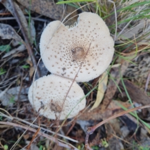 Macrolepiota dolichaula at Isaacs Ridge and Nearby - 21 Apr 2024