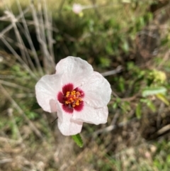 Pavonia hastata (Spearleaf Swampmallow) at Mount Ainslie to Black Mountain - 21 Apr 2024 by SilkeSma