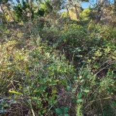 Rubus fruticosus (Blackberry) at Farrer Ridge - 21 Apr 2024 by julielindner