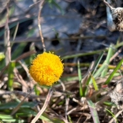 Leptorhynchos squamatus subsp. squamatus (Scaly Buttons) at Jerrabomberra Grassland - 21 Apr 2024 by cosmowhite