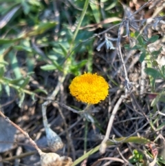 Leptorhynchos squamatus subsp. squamatus at Jerrabomberra Grassland - suppressed