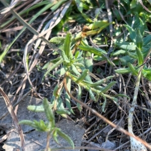 Leptorhynchos squamatus subsp. squamatus at Jerrabomberra Grassland - suppressed