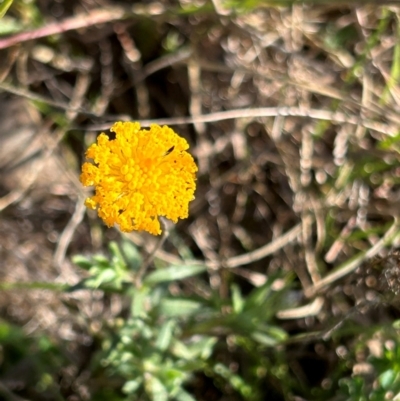 Leptorhynchos squamatus (Scaly Buttons) at Jerrabomberra Grassland - 21 Apr 2024 by cosmowhite