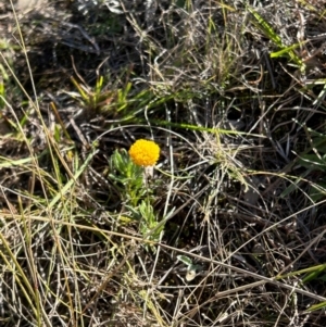 Leptorhynchos squamatus subsp. squamatus at Jerrabomberra Grassland - 21 Apr 2024